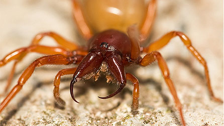 woodlouse_spider.jpg