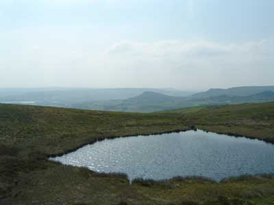 The Roaches