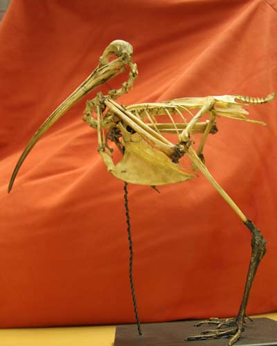 skeleton.jpg