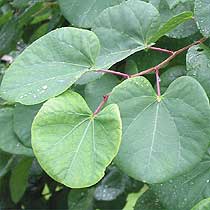 Judas tree