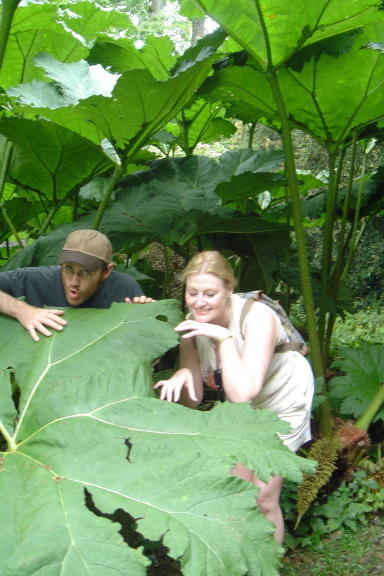 Giant Rhubarb