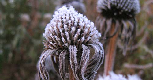 frosty scene
