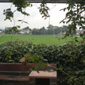 A room with a view...
