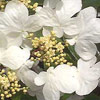 Japanese snowball bush