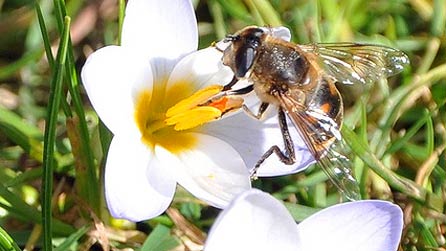 bee_oakwoodlott.jpg