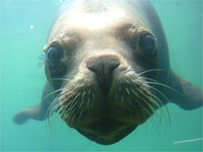 Boadi the sea lion