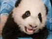 Foto do livro ZooBorns, de Andrew Bleiman e Chris Eastland, publicado por Constable & Robinson