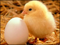 از تخم تا چوچه مرغ 