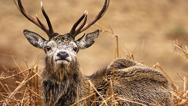 Resting stag.