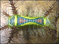 Lagarta colorida