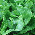 Lactuca sativa, Lettuce