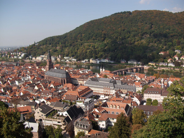 Heidelberg: a bird