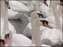 Abbotsbury Swannery