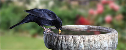 water_birds_top.jpg