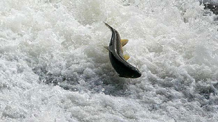 Salmon