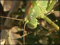 A cricket