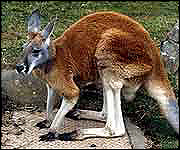 A Kangaroo