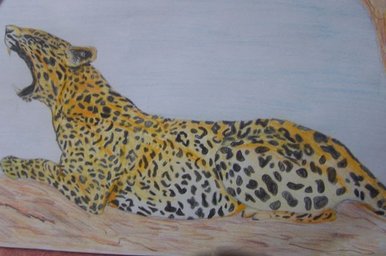 Leopard in tree