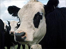 A cow
