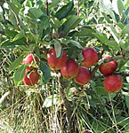 Damsons