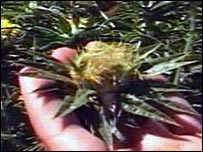 _42760639_safflower_203b.jpg