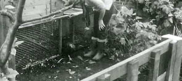 Alys with her hens