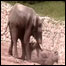 Elefante ataca fêmea líder da manada