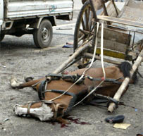 blo_deadhorse_203.jpg