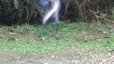 A bird in full...
