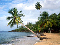 A palm tree