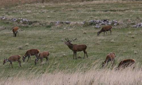 rutting-greens.jpg