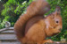 Squirrels