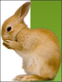 خرگوش