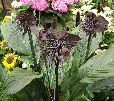 hampton_batflower.jpg