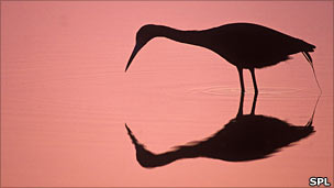 Heron fishing