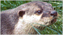 Otter