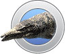 Halisaurus
