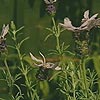 Lavandula stoechas