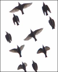 birds_203.jpg