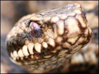 Adder eye