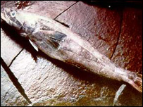 Merluza negra
