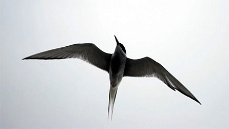 tern2.jpg