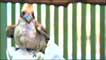 Kookaburra