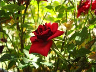 دمرسل ګل
