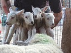 Lambs in farmer's hands