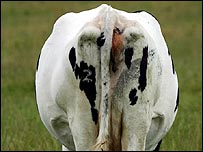 cow203152.jpg