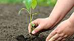 Seedling