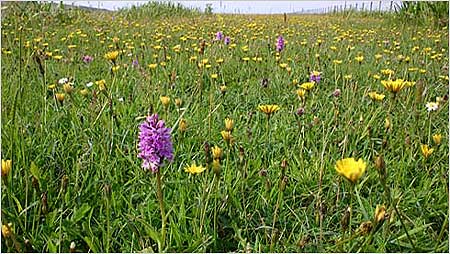 Machair c/o Tony Oliver and Coll Digital Images