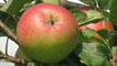 Ripe apples