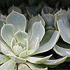 Echeveria elegans